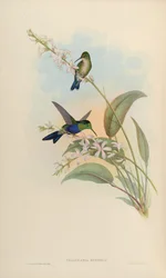 Thalurania eryphile = Thalurania furcata eriphile